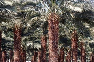Oasis Negev Hotel Arad Kültér fotó